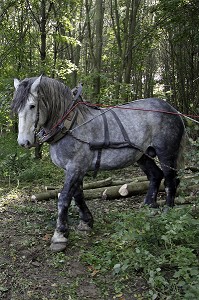 TRAVAIL DE DEBARDAGE DU BOIS EN FORET AVEC DES CHEVAUX PERCHERONS, SAINT-JEAN-PIERRE-FIXTE, EURE-ET-LOIR (28), FRANCE 