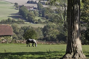 PERCHERON AU PRE DANS LE PERCHE, DOMAINE DU MANOIR DU GRAND PRAINVILLE, SAINT-JEAN-PIERRE-FIXTE, EURE-ET-LOIR (28), FRANCE 