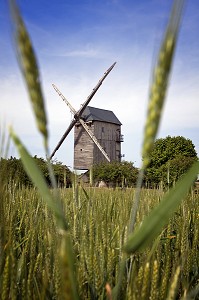 CHAMP DE BLE DEVANT LE MOULIN A VENT FERNAND BARBIER DU XV IEME SIECLE, LEVESVILLE-LA CHENARD, EURE-ET-LOIR (28), FRANCE 
