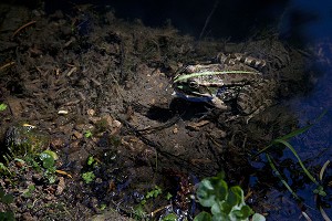 PRE CATELAN DE MARCEL PROUST, ILLIERS-COMBRAY, FRANCE 