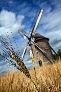 MOULIN A VENT EN PIERRE DE FROUVILLE-PENSIER (1826) DANS LES BLES, BEAUCE, OZOIR-LE-BREUIL, EURE-ET-LOIR (28), FRANCE 