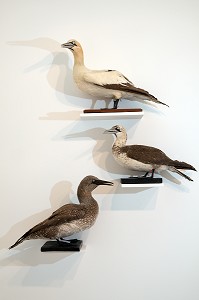OISEAUX OFFERTS PAR LE MARQUIS DE TARRAGON EN 1897, SALLE DES OISEAUX, MUSEE DES BEAUX-ARTS ET D'HISTOIRE NATURELLE DE CHATEAUDUN, EURE-ET-LOIR (28), FRANCE 