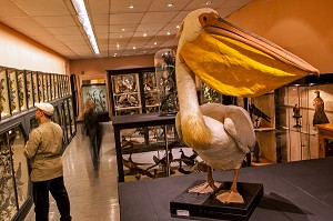 PELICAN OFFERT PAR LE MARQUIS DE TARRAGON EN 1897, SALLE DES OISEAUX, MUSEE DES BEAUX-ARTS ET D'HISTOIRE NATURELLE DE CHATEAUDUN, EURE-ET-LOIR (28), FRANCE 