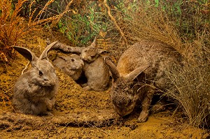 LAPINS DE GARENNE ET SES PETITS, DIORAMA DES GIBIERS LOCAUX, MUSEE DES BEAUX-ARTS ET D'HISTOIRE NATURELLE DE CHATEAUDUN, EURE-ET-LOIR (28), FRANCE 