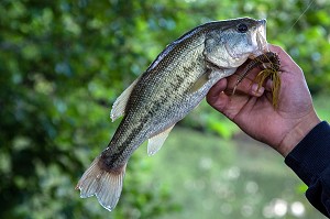 POISSON BLACK BASS, PECHE NO-KILL AVEC REMISE IMMEDIATE DES POISSONS DANS L'EAU, ETANG DE DOUY PRES DE CHATEAUDUN, EURE-ET-LOIR (28), FRANCE 