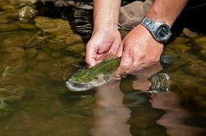 POISSON BLACK BASS, PECHE NO-KILL AVEC REMISE IMMEDIATE DES POISSONS DANS L'EAU, ETANGS DE DOUY PRES DE CHATEAUDUN, EURE-ET-LOIR (28), FRANCE 