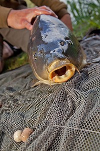 CARPE MIROIR, PECHE NO-KILL, MEZIERES-ECLUIZELLES, EURE-ET-LOIR, FRANCE 