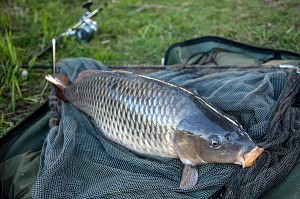 CARPE MIROIR DE 10 KILOGRAMMES, PECHE NO-KILL AVEC REMISE IMMEDIATE DES POISSONS DANS L'EAU, PLAN D’EAU DE MEZIERES-ECLUIZELLES, EURE-ET-LOIR (28), FRANCE 