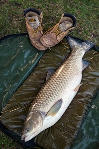 AMOUR BLANC DE 12 KILOGRAMMES (POISSON IMPORTE DU FLEUVE ASIATIQUE POUR MANGER LES PLANTES AQUATIQUES), PECHE NO-KILL AVEC REMISE IMMEDIATE DES POISSONS DANS L'EAU, PLAN D’EAU DE MEZIERES-ECLUIZELLES, EURE-ET-LOIR (28), FRANCE 