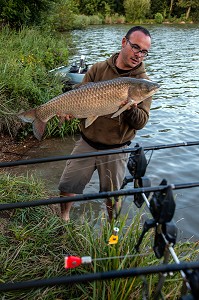 AMOUR BLANC DE 12 KILOGRAMMES (POISSON IMPORTE DU FLEUVE ASIATIQUE POUR MANGER LES PLANTES AQUATIQUES), PECHE NO-KILL AVEC REMISE IMMEDIATE DES POISSONS DANS L'EAU, PLAN D’EAU DE MEZIERES-ECLUIZELLES, EURE-ET-LOIR (28), FRANCE 