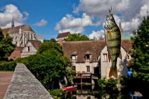 PECHEUR DANS LA RIVIERE L'EURE, STREET-FISHING OU PECHE DANS LA RUE, BASSE VILLE DE CHARTRES, EURE-ET-LOIR (28), FRANCE 