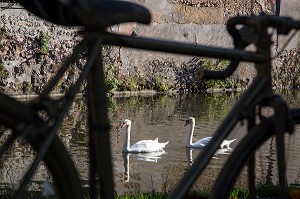 CYGNES AU TRAVERS D'UN CADRE DE VELOS, CITE MEDIEVALE DE BONNEVAL, SURNOMMEE LA PETITE VENISE DE LA BEAUCE, EURE-ET-LOIR (28), FRANCE 