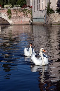 COUPLE DE CYGNES SUR LES FOSSES DU LOIR QUI ENTOURENT LA VILLE, CITE MEDIEVALE DE BONNEVAL, SURNOMMEE LA PETITE VENISE DE LA BEAUCE, EURE-ET-LOIR (28), FRANCE 