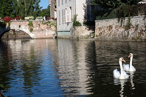 COUPLE DE CYGNES SUR LES FOSSES DU LOIR QUI ENTOURENT LA VILLE, CITE MEDIEVALE DE BONNEVAL, SURNOMMEE LA PETITE VENISE DE LA BEAUCE, EURE-ET-LOIR (28), FRANCE 