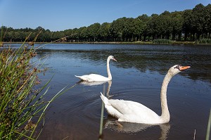COUPLE DE CYGNES SUR LES BASSINS DU CHATEAU, LA FERTE-VIDAME, EURE-ET-LOIR (28), FRANCE 