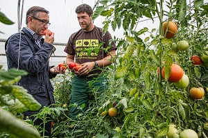 LAURENT CLEMENT, CHEF DE L'HOTEL RESTAURANT LE GRAND MONARQUE, EN COMPAGNIE DU MARAICHER ALEXANDRE MORNAS, SUR SON EXPLOITATION MARAICHERE BIOLOGIQUE AUX PETITS LEGUMES, BERCHERES-LES-PIERRES, EURE-ET-LOIR (28), FRANCE 