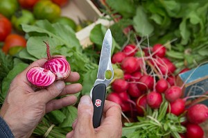 PETITE BETTERAVE DECOUPEE AU COUTEAU, MARAICHAGE BIOLOGIQUE AUX PETITS LEGUMES DU PRODUCTEUR ALEXANDRE MORNAS, BERCHERES-LES-PIERRES, EURE-ET-LOIR (28), FRANCE 