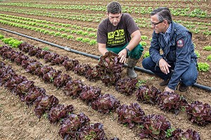 LAURENT CLEMENT, CHEF DE L'HOTEL RESTAURANT LE GRAND MONARQUE, EN COMPAGNIE DU MARAICHER ALEXANDRE MORNAS, SUR SON EXPLOITATION MARAICHERE BIOLOGIQUE AUX PETITS LEGUMES, BERCHERES-LES-PIERRES, EURE-ET-LOIR (28), FRANCE 