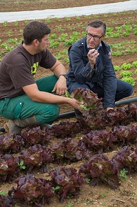 LAURENT CLEMENT, CHEF DE L'HOTEL RESTAURANT LE GRAND MONARQUE, EN COMPAGNIE DU MARAICHER ALEXANDRE MORNAS, SUR SON EXPLOITATION MARAICHERE BIOLOGIQUE AUX PETITS LEGUMES, BERCHERES-LES-PIERRES, EURE-ET-LOIR (28), FRANCE 