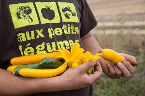 MARAICHAGE BIOLOGIQUE AUX PETITS LEGUMES DU PRODUCTEUR ALEXANDRE MORNAS, BERCHERES-LES-PIERRES, EURE-ET-LOIR (28), FRANCE 
