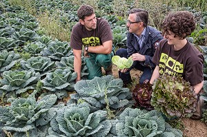 LAURENT CLEMENT, CHEF DE L'HOTEL RESTAURANT LE GRAND MONARQUE, EN COMPAGNIE DES MARAICHERS ALEXANDRE ET AUDE MORNAS, SUR LEUR EXPLOITATION MARAICHERE BIOLOGIQUE AUX PETITS LEGUMES, BERCHERES-LES-PIERRES, EURE-ET-LOIR (28), FRANCE 