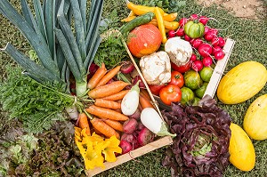 PRODUITS ISSUS DE L'AGRICULTURE BIOLOGIQUE DESTINES AUX AMAP, MARAICHAGE BIOLOGIQUE AUX PETITS LEGUMES DU PRODUCTEUR ALEXANDRE MORNAS, BERCHERES-LES-PIERRES, EURE-ET-LOIR (28), FRANCE 