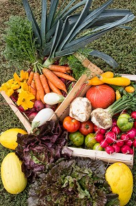 PRODUITS ISSUS DE L'AGRICULTURE BIOLOGIQUE DESTINES AUX AMAP, MARAICHAGE BIOLOGIQUE AUX PETITS LEGUMES DU PRODUCTEUR ALEXANDRE MORNAS, BERCHERES-LES-PIERRES, EURE-ET-LOIR (28), FRANCE 