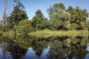 LA GOURE DE SPOY, BASSIN RESERVOIR DE LA CONIE, RIVIERE SAUVAGE ALIMENTEE PAR LES EAUX DE SOURCE DE L'EXSURGENCE DE LA NAPPE PHREATIQUE DE BEAUCE, NOTTONVILLE, EURE-ET-LOIR (28), FRANCE 