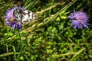PAPILLON ET INSECTE SUR UNE CENTAUREE NOIRE, PROMENADE BOTANIIQUE ET DECOUVERTE DE LA FLORE LOCALE, VALLEE DE L'AIGRE, LA FERTE-VILLENEUIL, EURE-ET-LOIR (28), FRANCE 