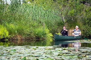 BALADE EN CANOE SUR LA CONIE, RIVIERE SAUVAGE ALIMENTEE PAR LES EAUX DE SOURCE DE L'EXSURGENCE DE LA NAPPE PHREATIQUE DE BEAUCE, ENVAHIE PAR LES NENUPHARS, MARBOUE, EURE-ET-LOIR (28), FRANCE 