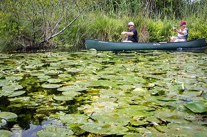 BALADE EN CANOE SUR LA CONIE, RIVIERE SAUVAGE ALIMENTEE PAR LES EAUX DE SOURCE DE L'EXSURGENCE DE LA NAPPE PHREATIQUE DE BEAUCE, ENVAHIE PAR LES NENUPHARS, MARBOUE, EURE-ET-LOIR (28), FRANCE 