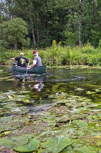 BALADE EN CANOE SUR LA CONIE, RIVIERE SAUVAGE ALIMENTEE PAR LES EAUX DE SOURCE DE L'EXSURGENCE DE LA NAPPE PHREATIQUE DE BEAUCE, ENVAHIE PAR LES NENUPHARS, MARBOUE, EURE-ET-LOIR (28), FRANCE 