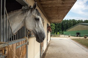 CHEVAUX DANS LEUR BOX, CENTRE EQUESTRE DES ECURIES DU VAL DE L'EURE, NOGENT-SUR-EURE, EURE-ET-LOIR (28), FRANCE 