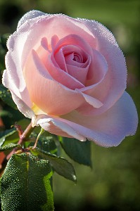 ROSES DU JARDINS A LA FRANCAISE DESSINES SUIVANT LES PLANS D'ANDRE LE NOTRE JARDINIER DU ROI LOUIS XIV, CHATEAU DE MAINTENON, EURE-ET-LOIR (28), FRANCE 