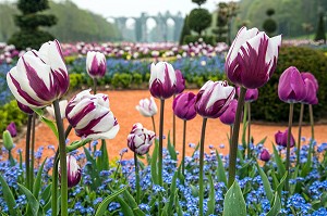 LES TULIPES DU PRINTEMPS, JARDINS A LA FRANCAISE REALISES EN 2013 SUIVANT LES PLANS D'EPOQUE D'ANDRE LE NOTRE COMMANDE PAR LOUIS XIV POUR FRANCOISE D'AUBIGNE, CHATEAU DE MAINTENON, EURE-ET-LOIR (28), FRANCE 