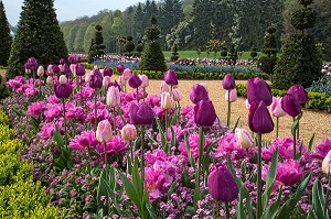 LES TULIPES DU PRINTEMPS, JARDINS A LA FRANCAISE REALISES EN 2013 SUIVANT LES PLANS D'EPOQUE D'ANDRE LE NOTRE COMMANDE PAR LOUIS XIV POUR FRANCOISE D'AUBIGNE, CHATEAU DE MAINTENON, EURE-ET-LOIR (28), FRANCE 