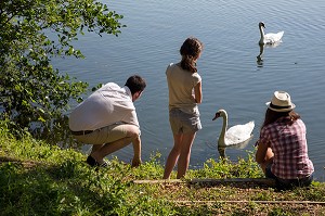 BALADE NATURE AVEC LES CYGNES AUTOUR DU PLAN D'EAU DE MEZIERES-ECLUZELLES, EURE-ET-LOIR (28), FRANCE 