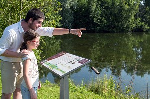 ZONE D'OBSERVATION DES OISEAUX DE LA GREBE HUPPE, BALADE NATURE AUTOUR DU PLAN D'EAU DE MEZIERES-ECLUZELLES, MEZIERES-EN-DROUAIS, EURE-ET-LOIR (28), FRANCE 