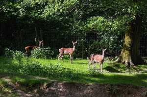 CERF ET BICHES DU PARC DES CHAMBRES D'HOTES A L'AUBERGE GRAND'MAISON, MEAUCE, EURE-ET-LOIR (28), FRANCE 