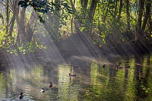 BRUMES DU PETIT MATIN SUR LES BORDS DU LOIR A ILLIERS-COMBRAY, VILLAGE D'ENFANCE DE MARCEL PROUST DECRIT DANS SON OUVRAGE 'A LA RECHERCHE DU TEMPS PERDU', EURE-ET-LOIR (28), FRANCE 