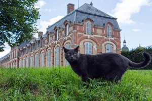CHAT GRIS EN CHASSE DEVANT LES COMMUNS (PETIT CHATEAU) DU CHATEAU SAINT-SIMON, LA FERTE-VIDAME, EURE-ET-LOIR (28), FRANCE 