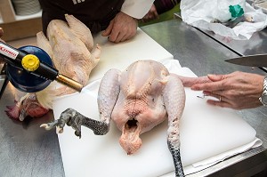 PREPARATION DU POULET AU CHALUMEAU ET DECOUPE AVANT CUISSON, CUISINE DE MARCHE AVEC LE CHEF ETOILE  LAURENT CLEMENT, 11, COURS GABRIEL, CHARTRES (28) EURE-ET-LOIR, FRANCE 