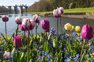 TULIPES EN FLEURS DU JARDIN A LA FRANCAISE REALISE SUIVANT LES PLANS DU JARDINIER DU ROI LOUIS XIV, ANDRE LE NOTRE, CHATEAU DE MAINTENON, EURE-ET-LOIR (28), FRANCE 