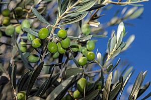 DETAIL D'OLIVES SUR UN OLIVIER, (13) BOUCHES-DU-RHONE, PROVENCE-ALPES-COTE D'AZUR, FRANCE 