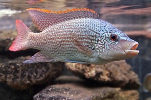 AQUARIUM D'EAU DOUCE, SAINT-MALO, ILLE-ET-VILAINE (35), FRANCE 