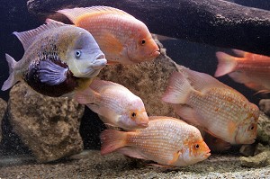 AQUARIUM D'EAU DOUCE, SAINT-MALO, ILLE-ET-VILAINE (35), FRANCE 