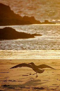 ENVOL D'UNE MOUETTE SUR LA PLAGE DE SAINT-MALO, ILLE-ET-VILAINE, FRANCE 