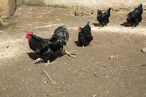 LES POULES NOIRES DU BERRY, DOMAINE GEORGE SAND, LA VALLEE NOIRE ET LE ROMANTISME DE GEORGE SAND DANS LE BERRY, NOHANT-VIC (36), FRANCE 