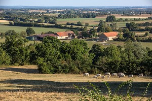 VACHES ET FERME D'UN PAYSAGE BERRICHON TYPIQUE DE LA VALLEE NOIRE DE GEORGE SAND, VERNEUIL-SUR-IGNERAIE, BERRY (36), FRANCE