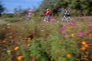 CYCLISTES DEVANT UNE JACHERE FLEURIE, ITINERAIRE DE LA LOIRE A VELO, LE GRAND MOULIN PRES DE TOURS, INDRE-ET-LOIRE (37), FRANCE 